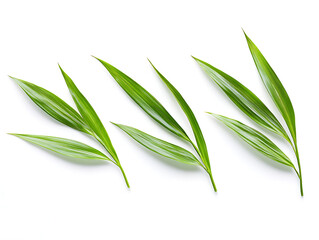 Fototapeta premium Fresh Green Palm Leaves on White Background