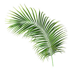 Lush green palm frond isolated on white background perfect for summer designs tropical themes and nature illustrations  A vibrant image showcasing the beauty of nature