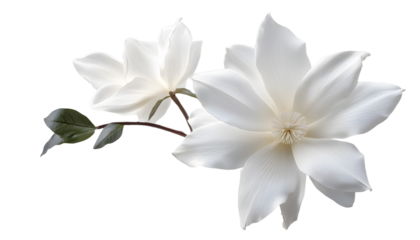 white flower isolated on transparent background cutout