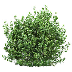 Obraz premium green parsley isolated on white background