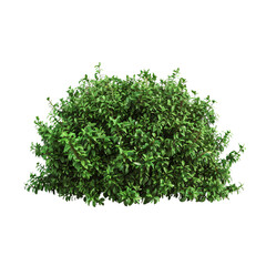 Obraz premium Lush green shrub isolated on transparent background perfect for landscaping design or garden projects natural foliage element 3D rendering