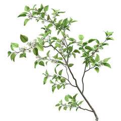 Obraz premium Blooming branch with green leaves and delicate white flowers isolated on transparent background perfect for spring designs nature illustrations or botanical artwork
