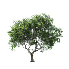 Obraz premium Lush green tree isolated on transparent background perfect for design projects nature photography landscaping and digital art vibrant foliage detailed branches strong trunk