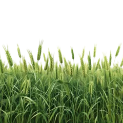Crédence de cuisine en verre imprimé Lush green wheat field with tall stalks and long leaves a natural summer scene perfect for backgrounds or textures
