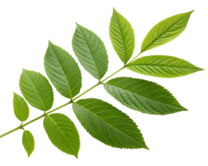 Green leaves in a corner arrangement on white background, lush foliage, nature decor