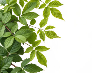 Green lush miniature tree on transparent background, small plant, natural greenery