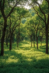 Sun-dappled forest path, green trees, lush undergrowth.