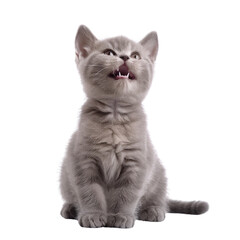 Adorable gray kitten meows cute fluffy pet animal baby cat small feline playful kitty kitten eyes paws whiskers
