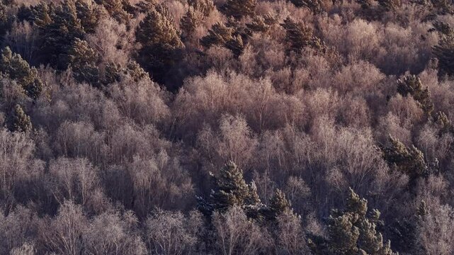 Aerial view winter forest snowy landscape during sunrise. Flying above nature landscape siberia, no people.
