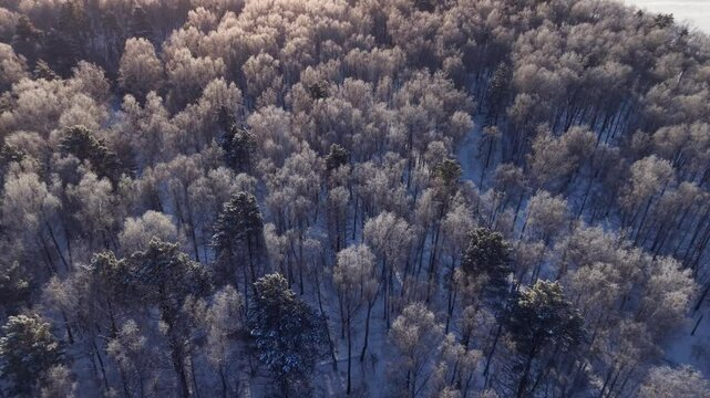 Aerial view winter forest snowy landscape during sunrise. Flying above nature landscape siberia, no people.