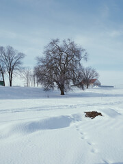 landscape with trees and snow