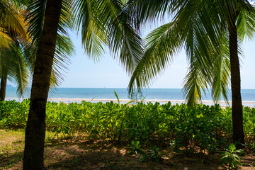 On a sunny day, enjoy a serene coastal view with lush palm trees swaying in the breeze