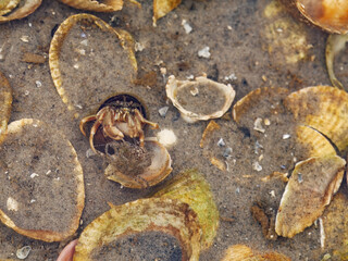 Hermit crab, Pagurus bernhardus, battling with prey in pool at low tide in Wadden Sea, Germany