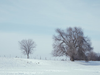 landscape with trees
