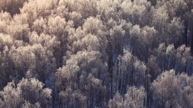 Aerial view winter mixed forest with frost on branches, snowy landscape with sunlight. Flying above nature landscape, no people.
