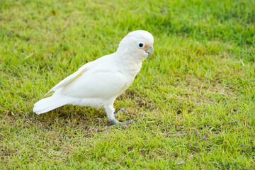 cockatoo parrot Free-flying training bird standing on green grass