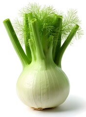 Fresh Fennel Bulb: Vibrant Green, Clean Minimalist Still Life