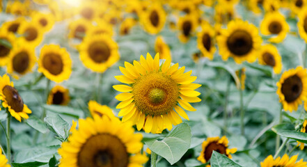 Obraz premium Background of beautiful sunflowers field