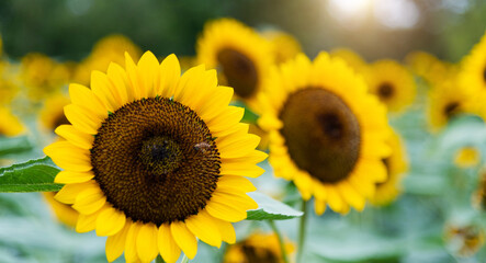 Obraz premium Background of beautiful sunflowers field