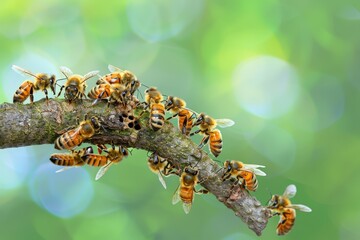 Obraz premium A group of bees are hanging out on a tree branch