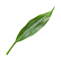 Fototapeta premium Single Green Leaf with Smooth Surface and Vibrant Color Isolated on White
