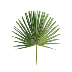 Fototapeta premium Detailed View of a Green Palm Leaf Isolated on White Background