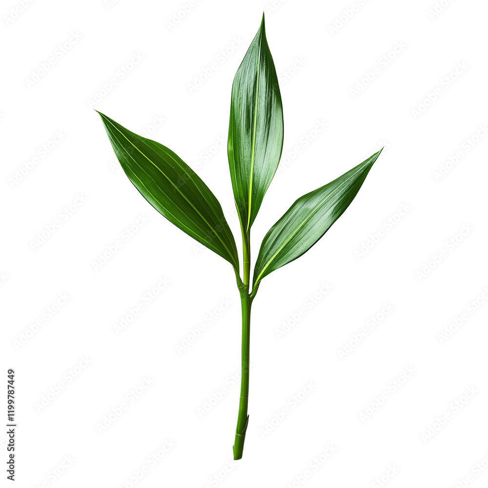 Poster single green leaf with smooth texture isolated on a transparent background