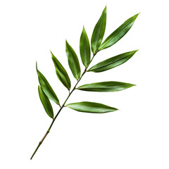 Green Leafy Branch Isolated on a White Background for Natural Aesthetics