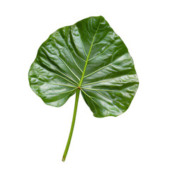 Obraz premium Large Green Leaf Isolated on White Background for Nature and Design Use