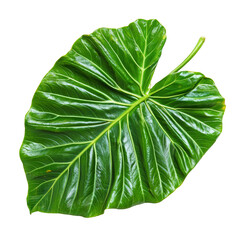 Obraz premium Lush Green Leaf with Intricate Veins and Glossy Surface Texture