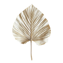 Beautiful Dry Palm Leaf Isolated on White Background for Natural Decor