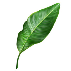 Tropical Green Leaf with Detailed Texture and Curved Shape for Design Use