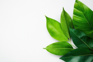 Eco-friendly garden greenery walls in an urban setting Green leaves arranged on a white background.