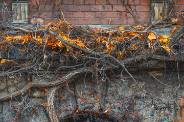 old buildings, historic historical utility building in the center of a large city. red brick structure. building covered with blooming ivy in winter.