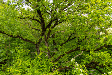 Dichtes Astwerk einer sommerlichen Buche der Schwäbischen Alb