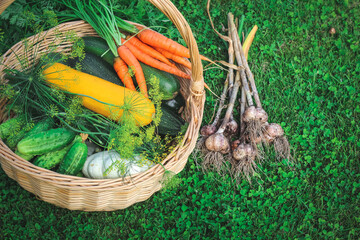 A basket full of fresh vegetables - zucchini, cucumbers, carrots, garlic, dill. Summer harvest in a basket on a grass