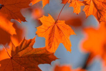 Vivid Autumn Maple Leaves Against a Clear Sky Background