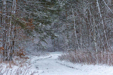 snow-covered coniferous deciduous forest. forest road and trees in snow. bitter frost in the...