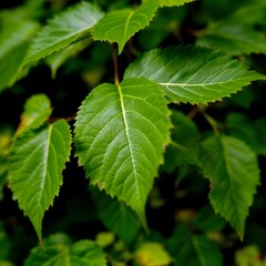 Green leaves detailed texture foliage nature growth vivid organic