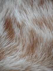 Close-up view of rich, textured fur capturing the essence of nature's beauty in soft, warm tones...