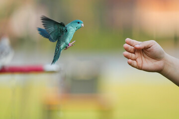 Barred parakeet parrot Free-flying training bird  © Sanit