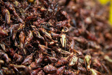 Grasshoppers are edible insects used in Mexican cuisine in the Oaxaca region.