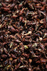 Grasshoppers are edible insects used in Mexican cuisine in the Oaxaca region.