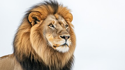 Fototapeta premium A regal lion with a full mane, gazing intently, isolated on a clean white backdrop,