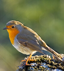 natur, wild lebende tiere, bird, robin ,rotkehlchen, wildlife, vogel, vögel 