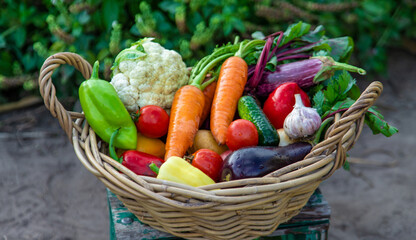 Fresh organic vegetables in a basket in the garden. Selective focus
