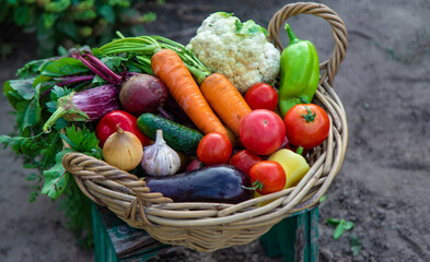 Fresh organic vegetables in a basket in the garden. Selective focus