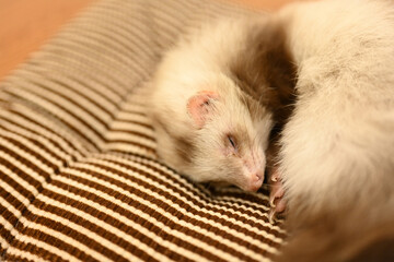 Close up image of a Dreaming Ferret Peaceful Slumber