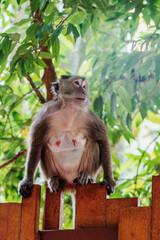 Singe crabier femelle accroupie sur une barrrière