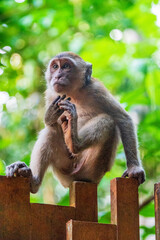 singe adulte, de type macque crabier, se grattant le menton avec une patte arrière